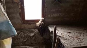 boluda yarali sahin koruma altina alindi sT7ukcrg