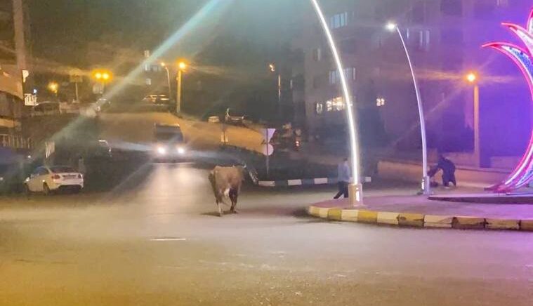 caddede ilerleyen buyukbas hayvanlar kamerada lKCHZbcH