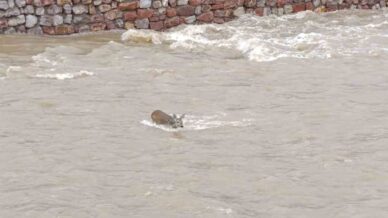 caya dusen karaca kurtarildi 3Jvnacpq