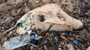 dev dalgalar olu yunus baliginin kalintilarini sahile surukledi Z7BSeyUY