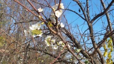 erik agaci aralik ayinda cicek acti uyfDANPl