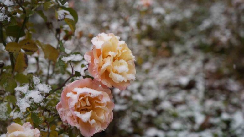 gumushane kent merkezine mevsimin ilk kari yagdi dfQyWlZx