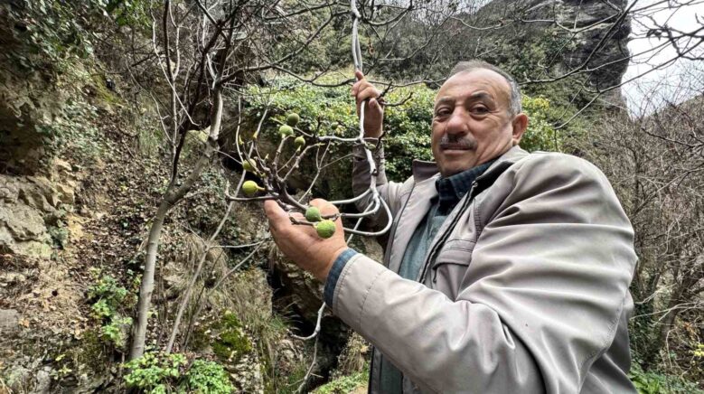 incir agaci aralik ayinda yeniden meyve verdi YP3sQVFR