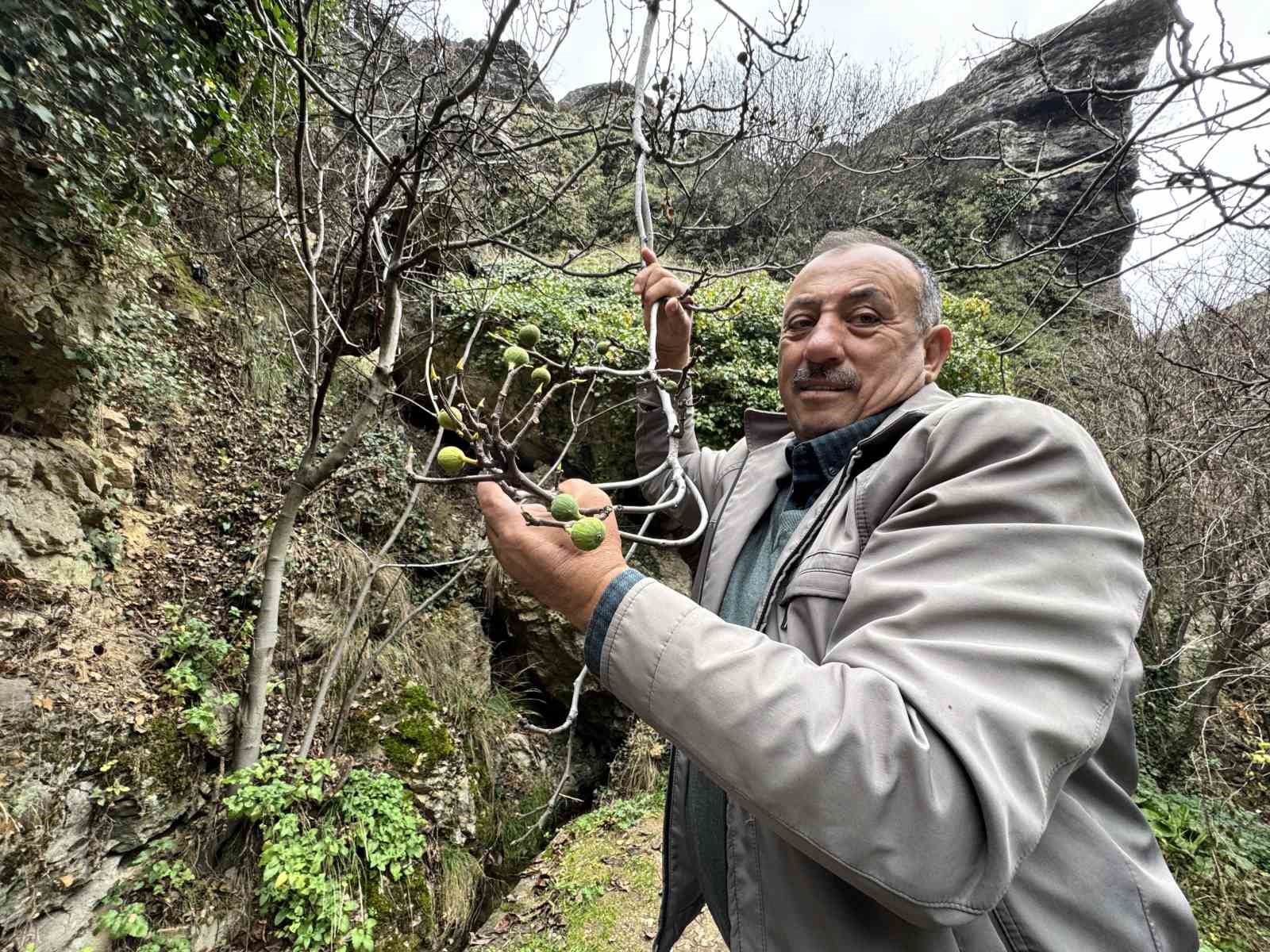 incir agaci aralik ayinda yeniden meyve verdi YP3sQVFR