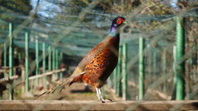 kahverengi kokarca savascilari 2025te 3 bin sulun dogaya salindi vjV9MOib