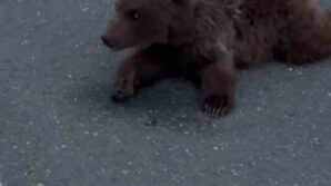 kara yolundaki yarali yavru ayi dkmpya teslim edildi wZFd2ndk