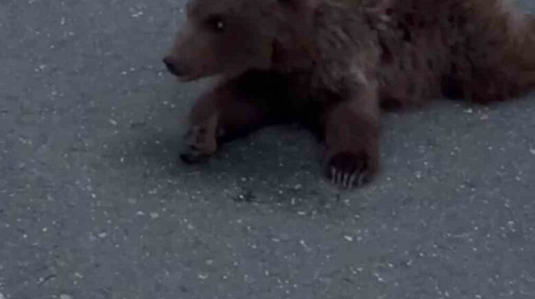 kara yolundaki yarali yavru ayi dkmpya teslim edildi wZFd2ndk