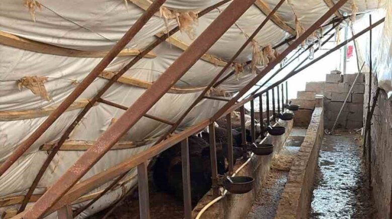 karabukte kar yagisi ahil catisini cokertti 7 buyukbas hayvan telef oldu IRiabeVf