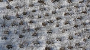 karadenizdeki kar yagisi findik ve diger tarim urunlerine yaradi nTVibvqr