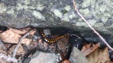 nesli tehlike altindaki kafkas semenderi savsatta goruntulendi qipAMTz3