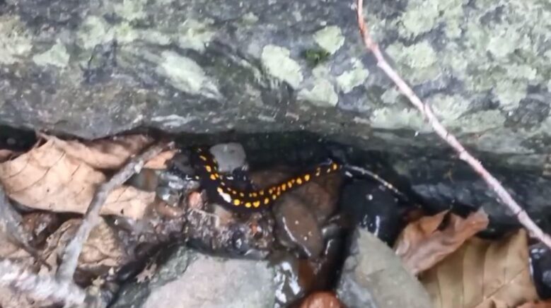 nesli tehlike altindaki kafkas semenderi savsatta goruntulendi qipAMTz3