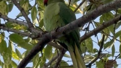 pakistan papaganlari adliye bahcesini mesken tuttu En6cJEtB