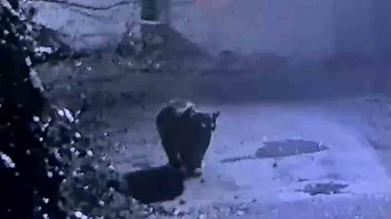 rizede avcilarin yakalayamadigi ayi guvenlik kamerasina yakalandi xf75r7IQ