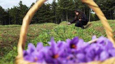 safran sarimsak ve kirmizi bibere bilimsel guvence fQCGqNkb