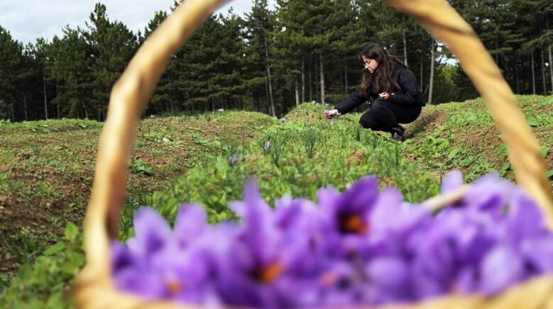 safran sarimsak ve kirmizi bibere bilimsel guvence fQCGqNkb