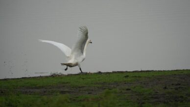 samsunda yaban hayatina merhamet eli 8pTxCFab