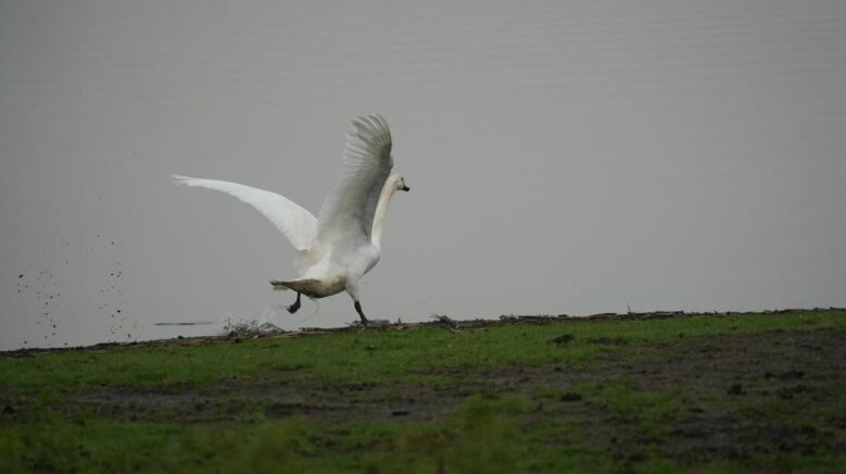 samsunda yaban hayatina merhamet eli 8pTxCFab