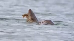 su samuru avini yerken goruntulendi HmDM935u