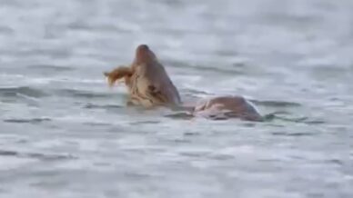 su samuru avini yerken goruntulendi HmDM935u