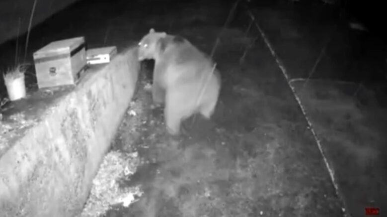 trabzonlunun anons sistemi ayiyi korkup kacirtti pi9mfWWJ