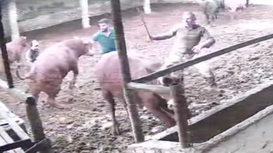 uzerine ziplayan boganin darbesiyle yere serildi o anlar kamerada zU2QOdWd