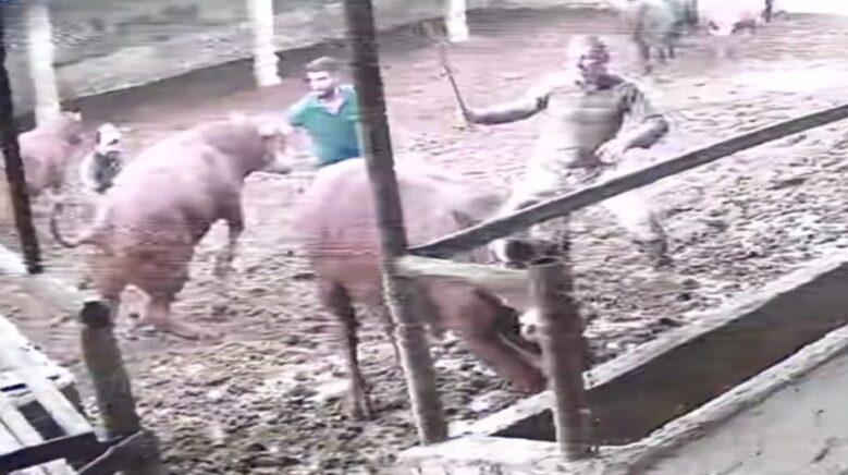 uzerine ziplayan boganin darbesiyle yere serildi o anlar kamerada zU2QOdWd