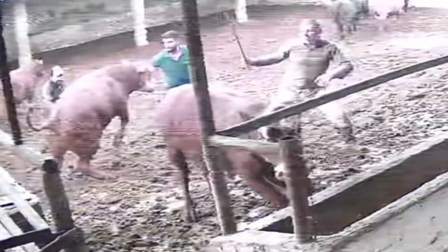 uzerine ziplayan boganin darbesiyle yere serildi o anlar kamerada zU2QOdWd
