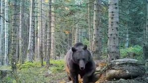 uzmanlar kis uykusuna yatmaya hazirlanan ayilar konusunda uyardi Qh7Vsjvg