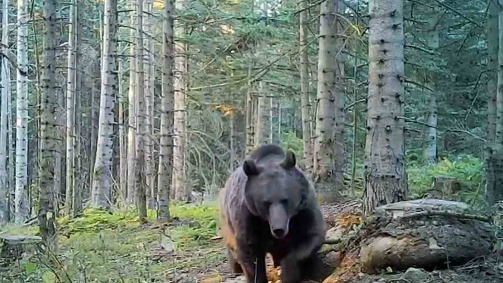 uzmanlar kis uykusuna yatmaya hazirlanan ayilar konusunda uyardi Qh7Vsjvg