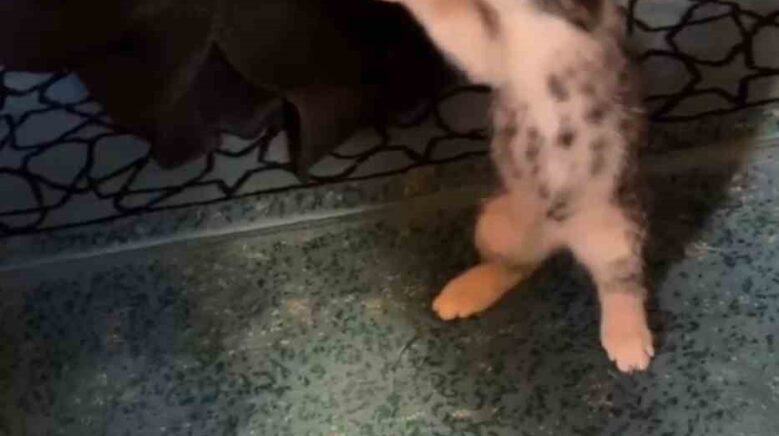 yavru kedi camide vaaz sirasinda cemaatle ve tespihle oynadi sN7IClNC