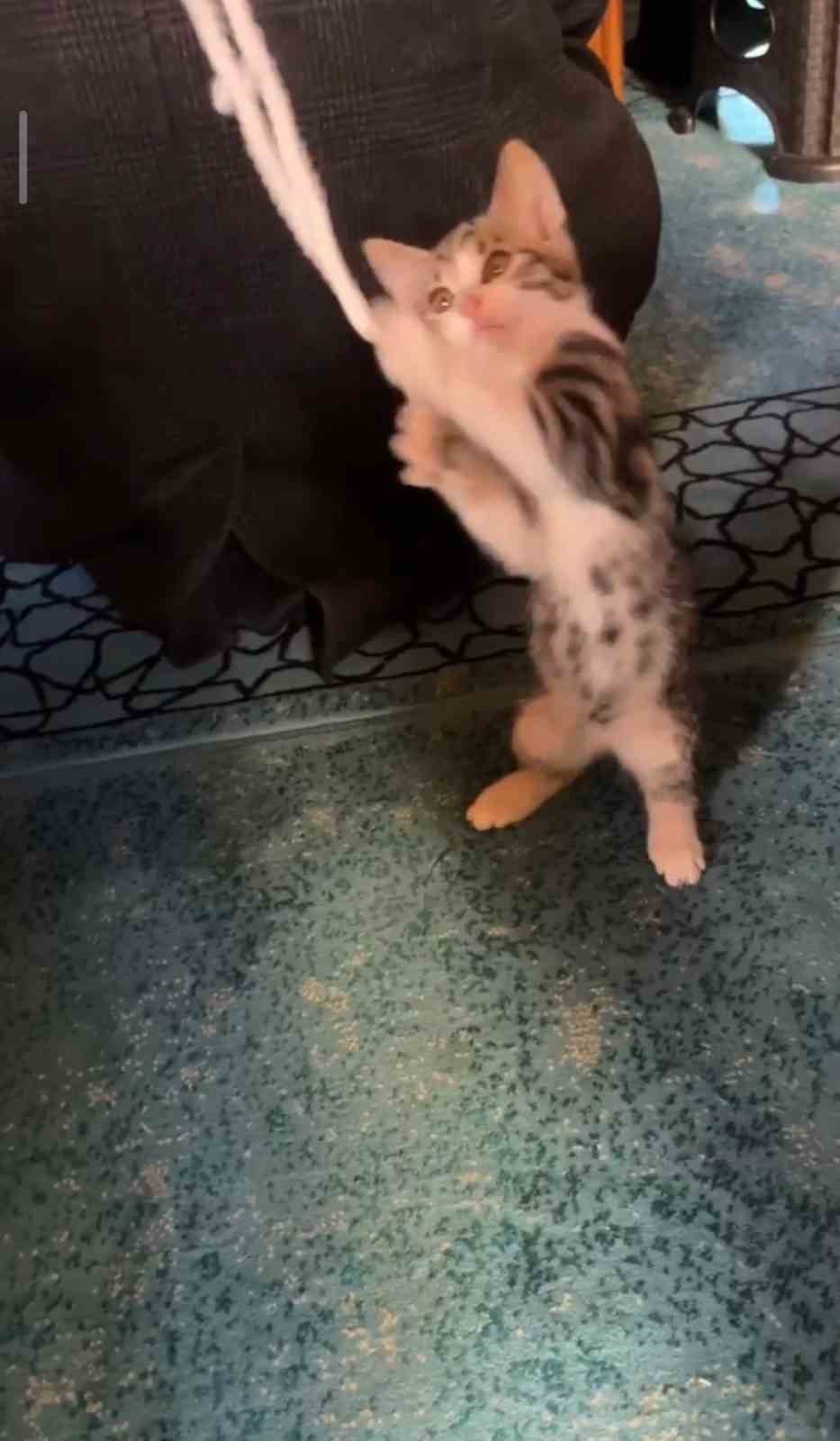 yavru kedi camide vaaz sirasinda cemaatle ve tespihle oynadi sN7IClNC