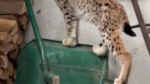 yolunu sasiran vasak torul ilce merkezine indi 4G8nm3IH