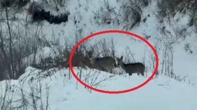 akdagda karacalar goruntulendi Db1JYY9i