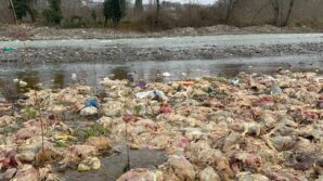 alaplida cay yataginda onlarca tavuk olusu bulundu HPYXB7PB