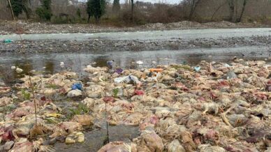 alaplida cay yataginda onlarca tavuk olusu bulundu HPYXB7PB