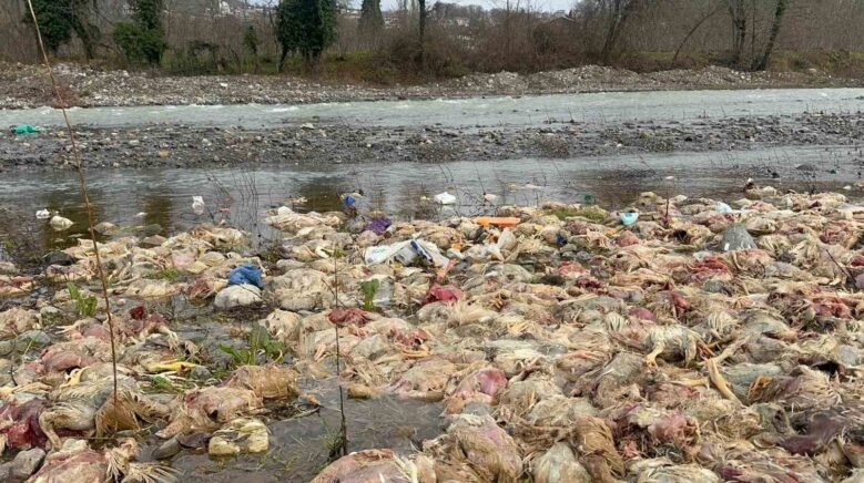 alaplida cay yataginda onlarca tavuk olusu bulundu HPYXB7PB