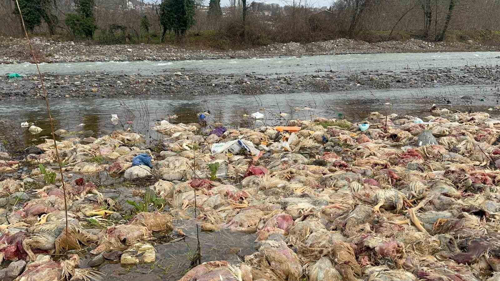 alaplida cay yataginda onlarca tavuk olusu bulundu HPYXB7PB