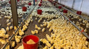 alaplida kumes yangini korkuttu fb3J3JUr