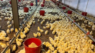 alaplida kumes yangini korkuttu fb3J3JUr