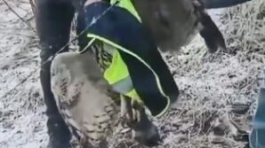 ardanucta tellere takilan baykusu il ozel idaresi ekipleri kurtardi AiUOkqPz