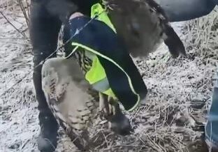 ardanucta tellere takilan baykusu il ozel idaresi ekipleri kurtardi AiUOkqPz