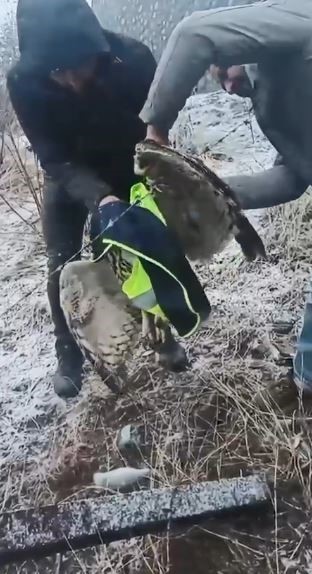 ardanucta tellere takilan baykusu il ozel idaresi ekipleri kurtardi AiUOkqPz