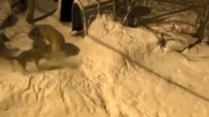 artvinde cesur bekci kopegi 6 kurda meydan okudu s8cOmkXr