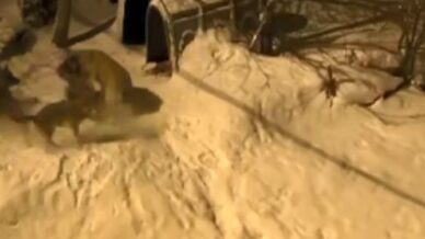 artvinde cesur bekci kopegi 6 kurda meydan okudu s8cOmkXr