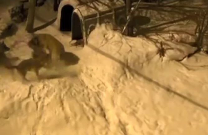 artvinde cesur bekci kopegi 6 kurda meydan okudu s8cOmkXr