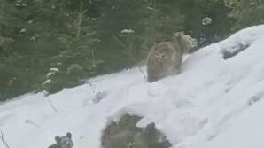 artvinde kis uykusuna yatmayan 4 boz ayi kamerada MHuefnED