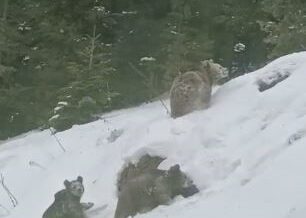 artvinde kis uykusuna yatmayan 4 boz ayi kamerada MHuefnED