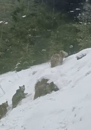 artvinde kis uykusuna yatmayan 4 boz ayi kamerada MHuefnED