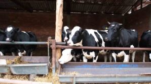 bakanlik pilot il olarak amasyadan baslatti sut ineklerinden etci buzagi elde edilecek 2FSQ9gKC