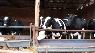 bakanlik pilot il olarak amasyadan baslatti sut ineklerinden etci buzagi elde edilecek 2FSQ9gKC